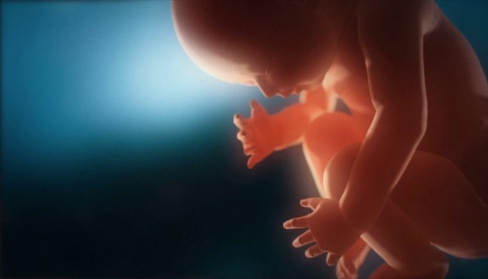 رشد جنین در دوران بارداری