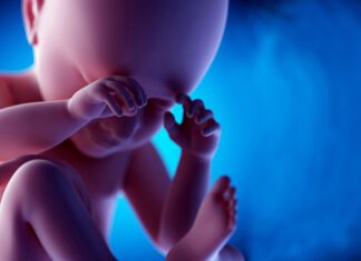 مراحل رشد مغز جنین