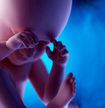 مراحل رشد مغز جنین