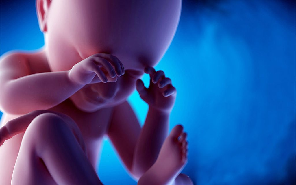 مراحل رشد مغز جنین