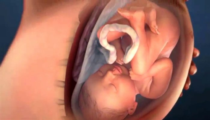 رشد اندام های جنین