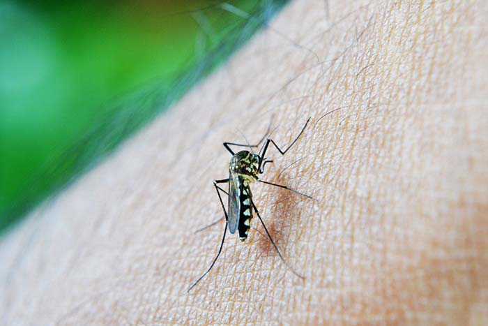 تب دنگی (Dengue Fever)