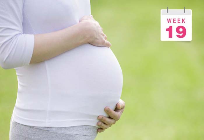 رشد و نمو نوزاد در طول هفته ۱۹ بارداری