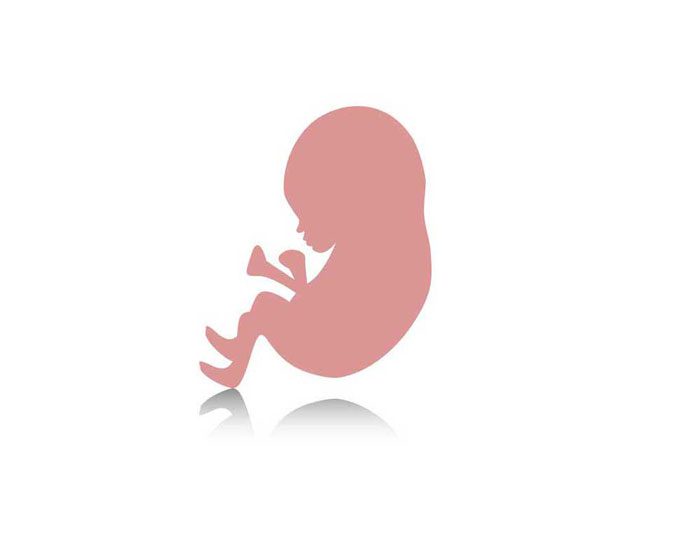 هفته ۲۹ بارداری - رشد جنین