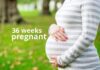 هفته ۳۶ بارداری