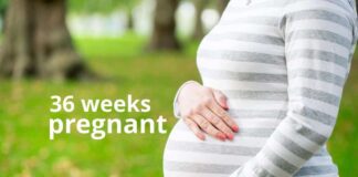 هفته ۳۶ بارداری