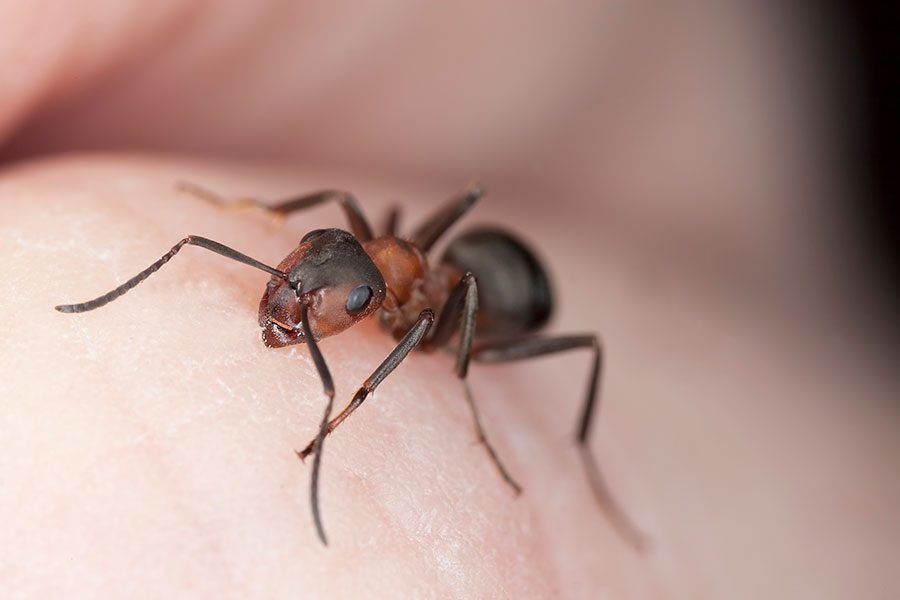 درمان گزیدگی مورچه در کودکان نوپا