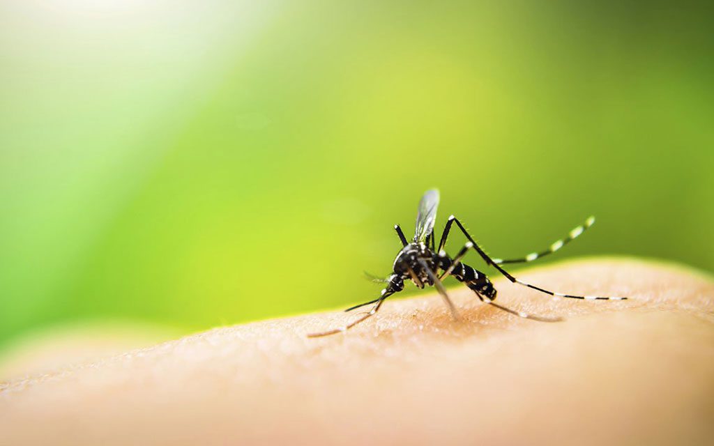 درمان خانگی نیش حشرات ؛ توصیه‌هایی برای والدین کودکان خردسال