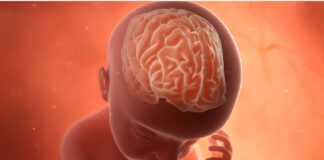 رشد مغز پیش از تولد