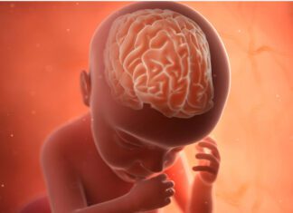 رشد مغز پیش از تولد