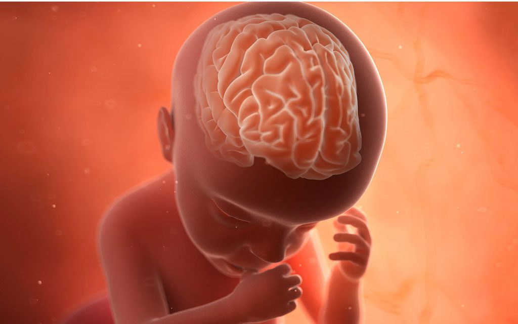 رشد مغز پیش از تولد