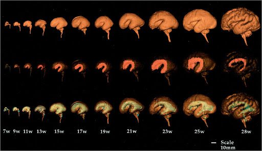 مراحل رشد مغز جنین